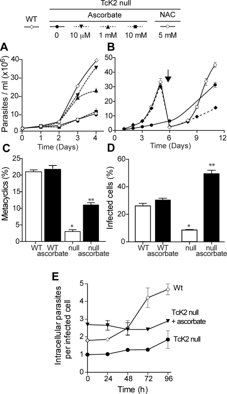 Ascorbate restores TcK2 null parasite growth, differentiation and infectivity, but not intracellular proliferation.
