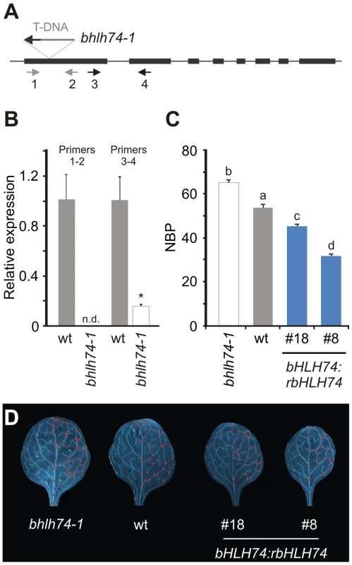 Analysis of <i>bhlh74</i> mutants.