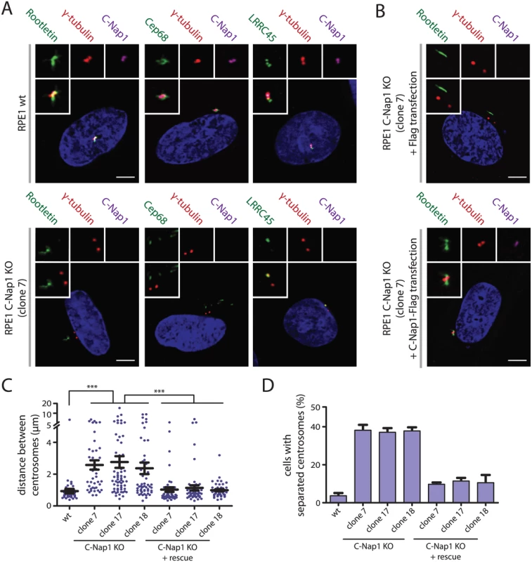 Centrosomes of RPE1 C-Nap1 KO cells lack a centrosomal linker, yet they are kept relatively close together.