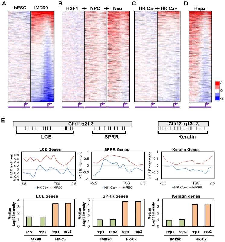 H1.5 distribution is established during cellular differentiation.