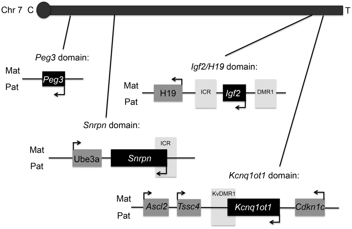 Map of mouse chromosome 7 showing imprinted domains analyzed in the current work is illustrated.