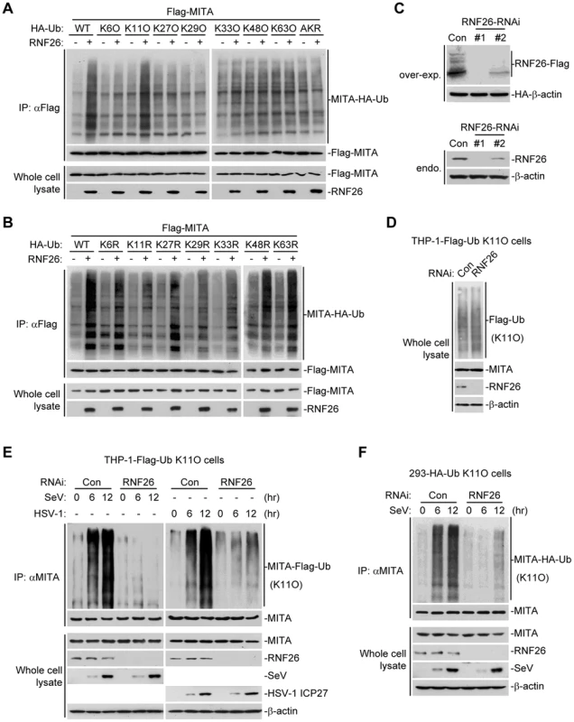 RNF26 catalyzes K11-linked polyubiquitination of MITA.