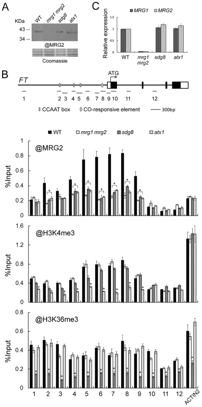 MRG2 binds the chromatin at the <i>FT</i> promoter.
