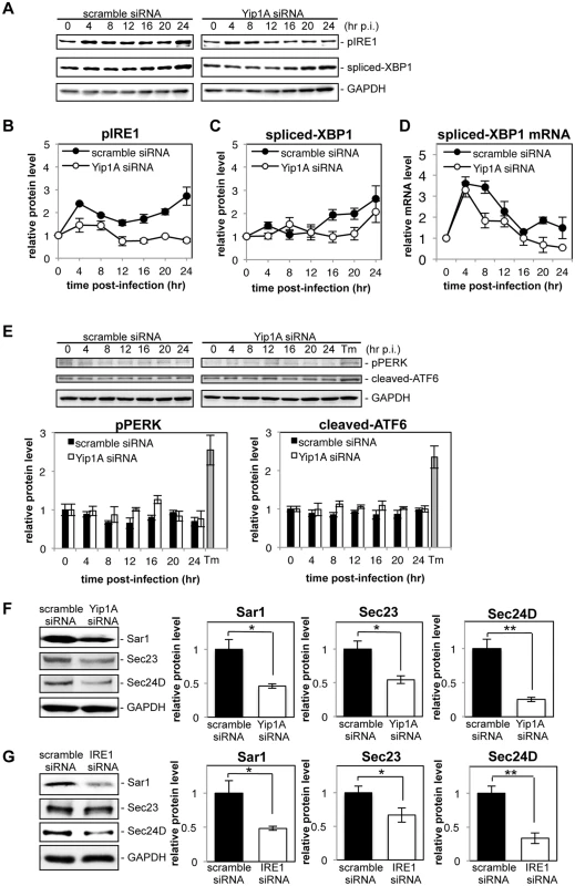 Yip1A is required for the activation of the IRE1 pathway and the upregulation of Sar1, Sec23 and Sec24D during infection with <i>B</i>. <i>abortus</i>.
