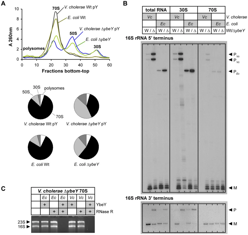 Comparison of ribosome profiles and 16<i>V. cholerae</i> Δ<i>ybeY</i> and <i>E. coli</i> Δ<i>ybeY</i>.