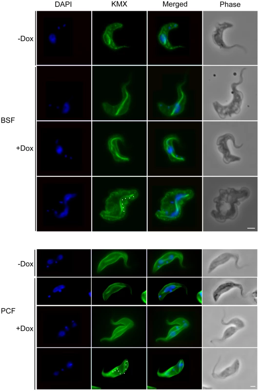 TbKif13-1 depletion causes an extended spindle phenotype.