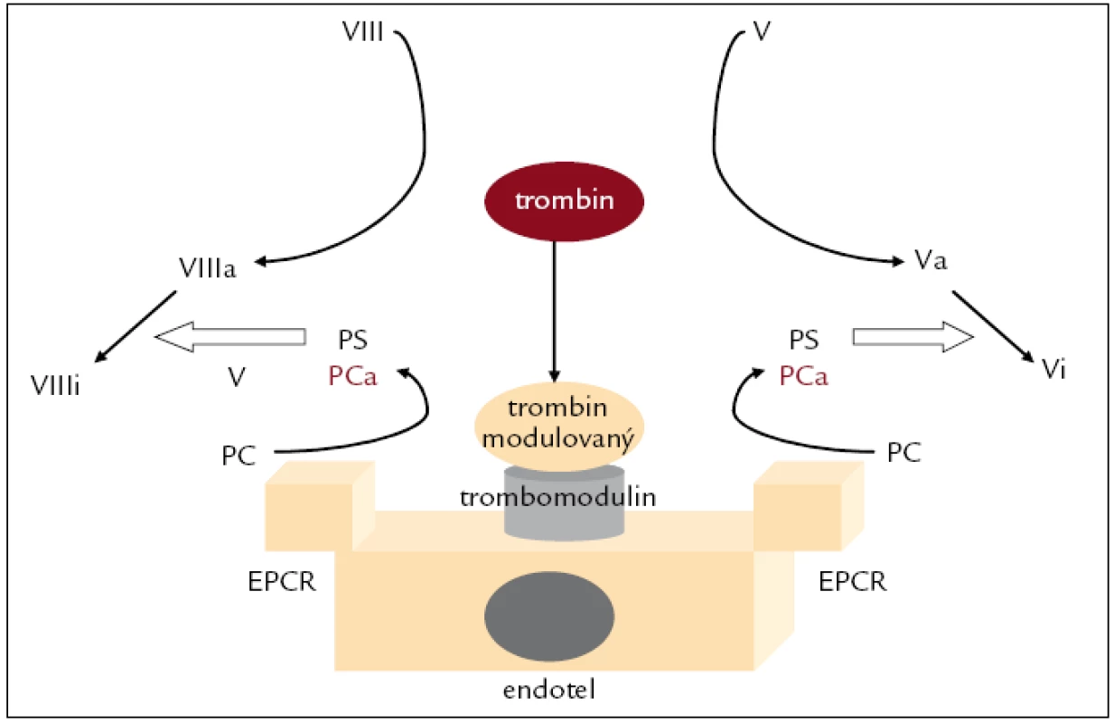 Systém proteinu C.
PCa – protein C aktivovaný, VIIIa, Va – aktivované faktory VIII, V, VIIIi, Vi – rozštěpené (inhibované) faktory VIII, V, EPCR – endotelial PC receptor, PS – protein S, V – neaktivovaný faktor V