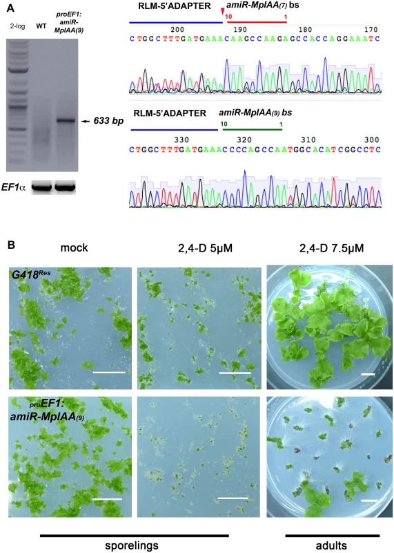 <i>MpIAA</i> represses auxin signaling in <i>M</i>. <i>polymorpha</i>.