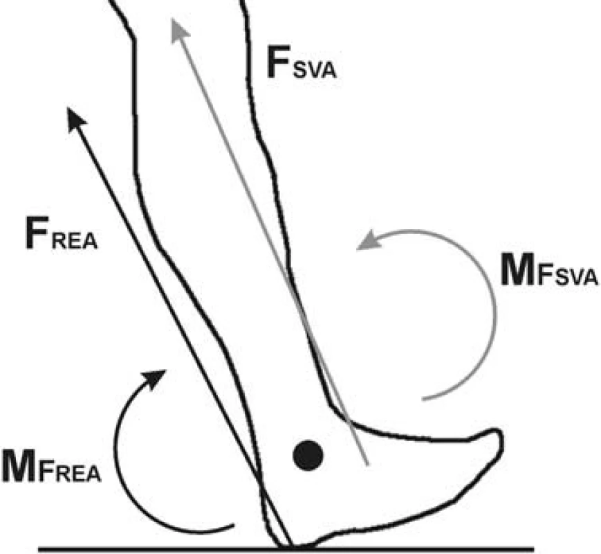 Vnitřní a vnější moment síly v hlezenním kloubu. Legenda: F<sub>REA</sub> – reakční síla podložky, F<sub>SVA</sub> – svalová síla dorzálních flexorů,M<sub>FREA</sub> – moment reakční síly podložky,M<sub>FSVA</sub> – moment svalové síly