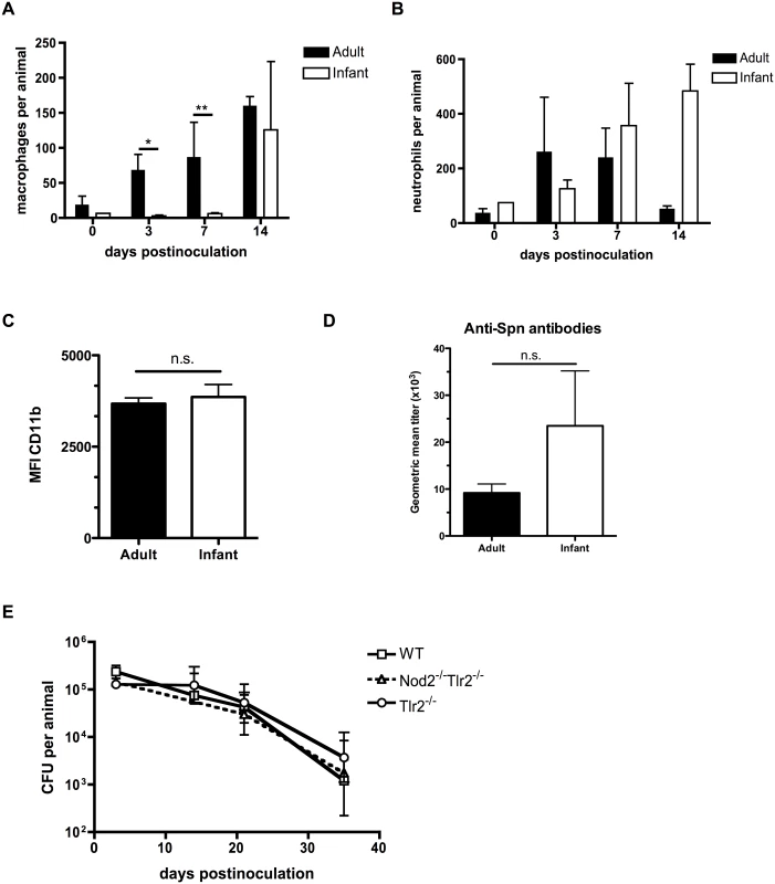 Infant mice are impaired in macrophage recruitment during colonization.