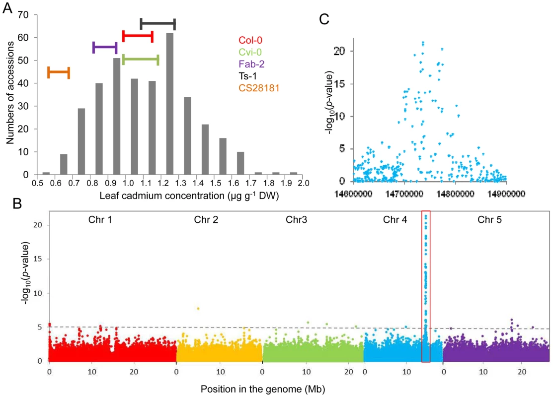 Genome-wide association analysis of leaf Cd accumulation in a worldwide collection of <i>A. thaliana</i> accession grown in a common garden.