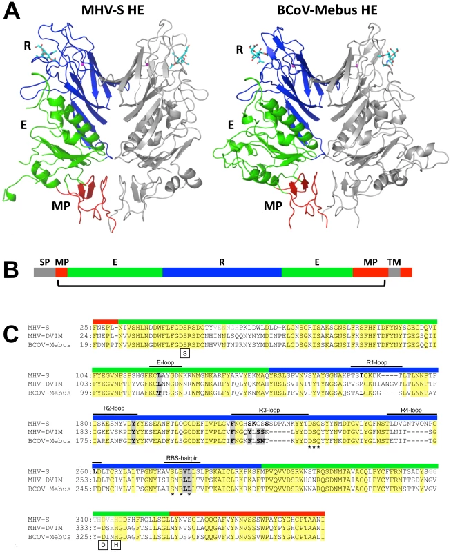 Overall structure and comparison to BCoV-Mebus HE.
