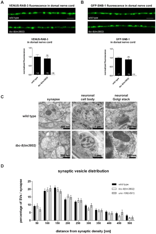 <i>tbc-8(tm3802)</i> mutants display no defects in synaptic vesicle trafficking and localization.