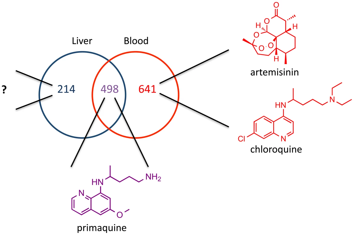 Potential for liver stage specific inhibitors.