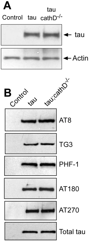 Removing cathepsin D does not substantially alter levels of tau.