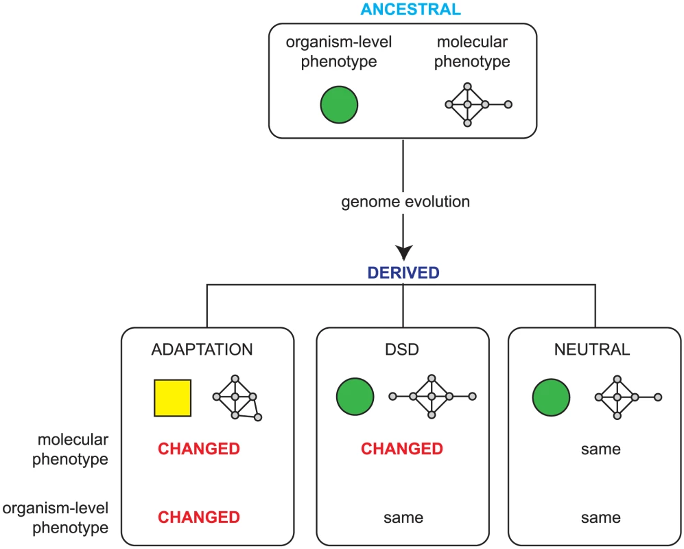 Possible outcomes of genome evolution.
