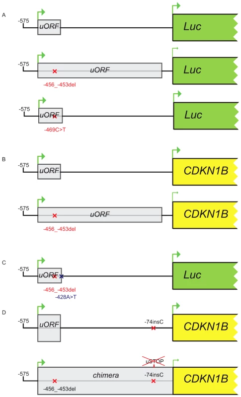 Constructs used in transfection experiments.
