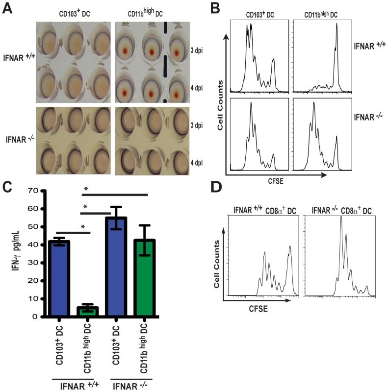 IFNAR signaling determines class-I restricted antigen presentation by CD11b <sup>high</sup> DCs during influenza virus infection.