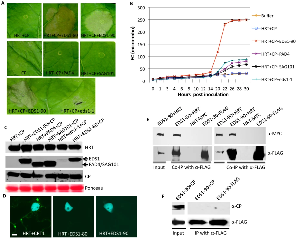 EDS1 interacts with HRT and promotes HRT-mediated cell death.
