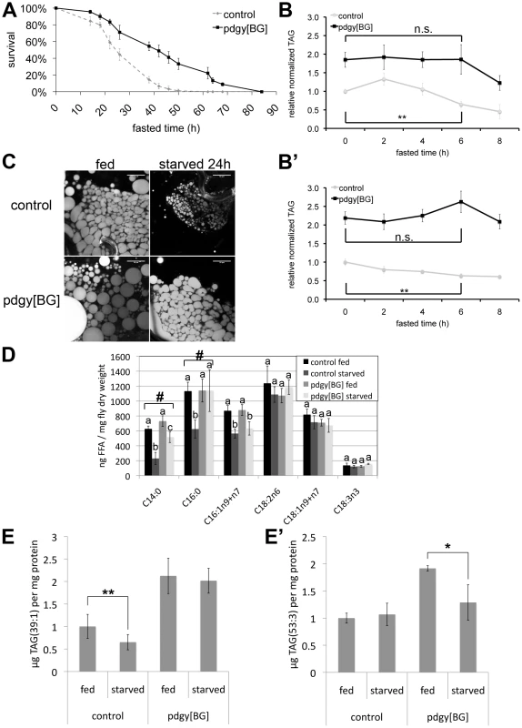 <i>pudgy</i> mutants have an altered lipid catabolic profile upon fasting.