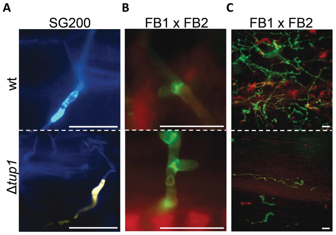 Appressorium, clamp-like cells formation and mycelium expansion of <i>tup1</i> mutants.