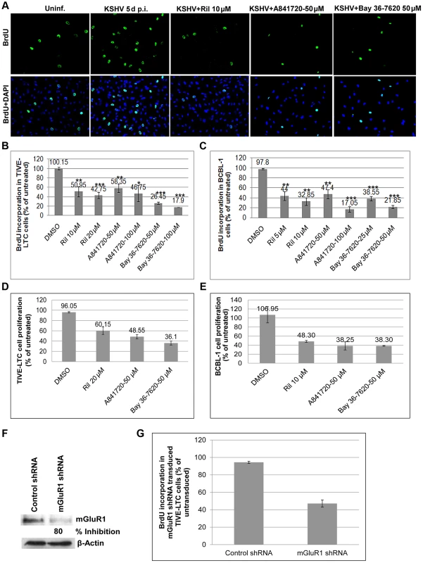 Glutamate release inhibitor and mGluR1 antagonists efficiently blocked KSHV infected cell proliferation.