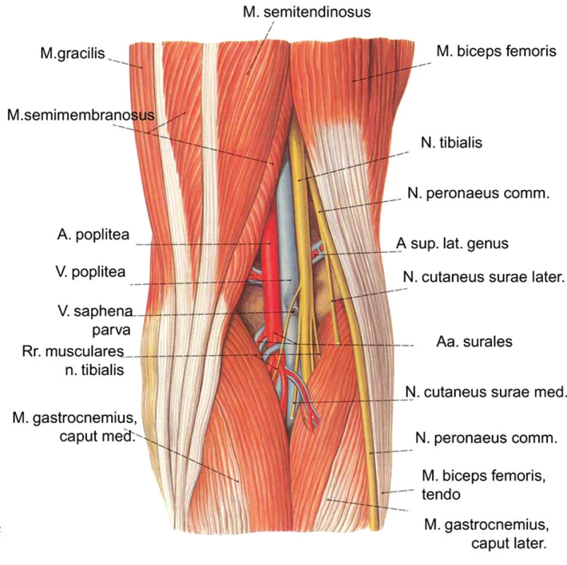 Anatomické struktury podkolenní jamky. Převzato z: Atlas anatomie člověka – Sobotta
Fig. 5. Anatomical structures of the popliteal fossa. Copied from: Atlas anatomie člověka (Atlas of Human Anatomy) – Sobotta