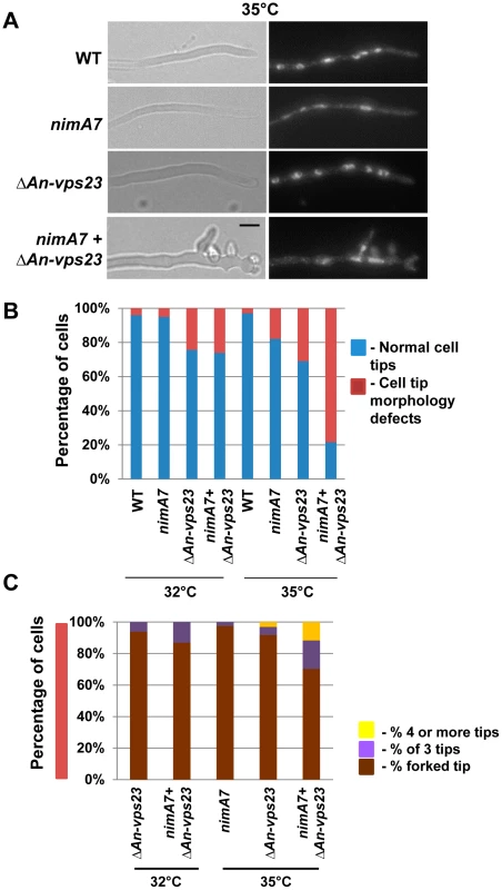 NIMA functions in concert with An-Vps23 to maintain cell tip apical dominance.