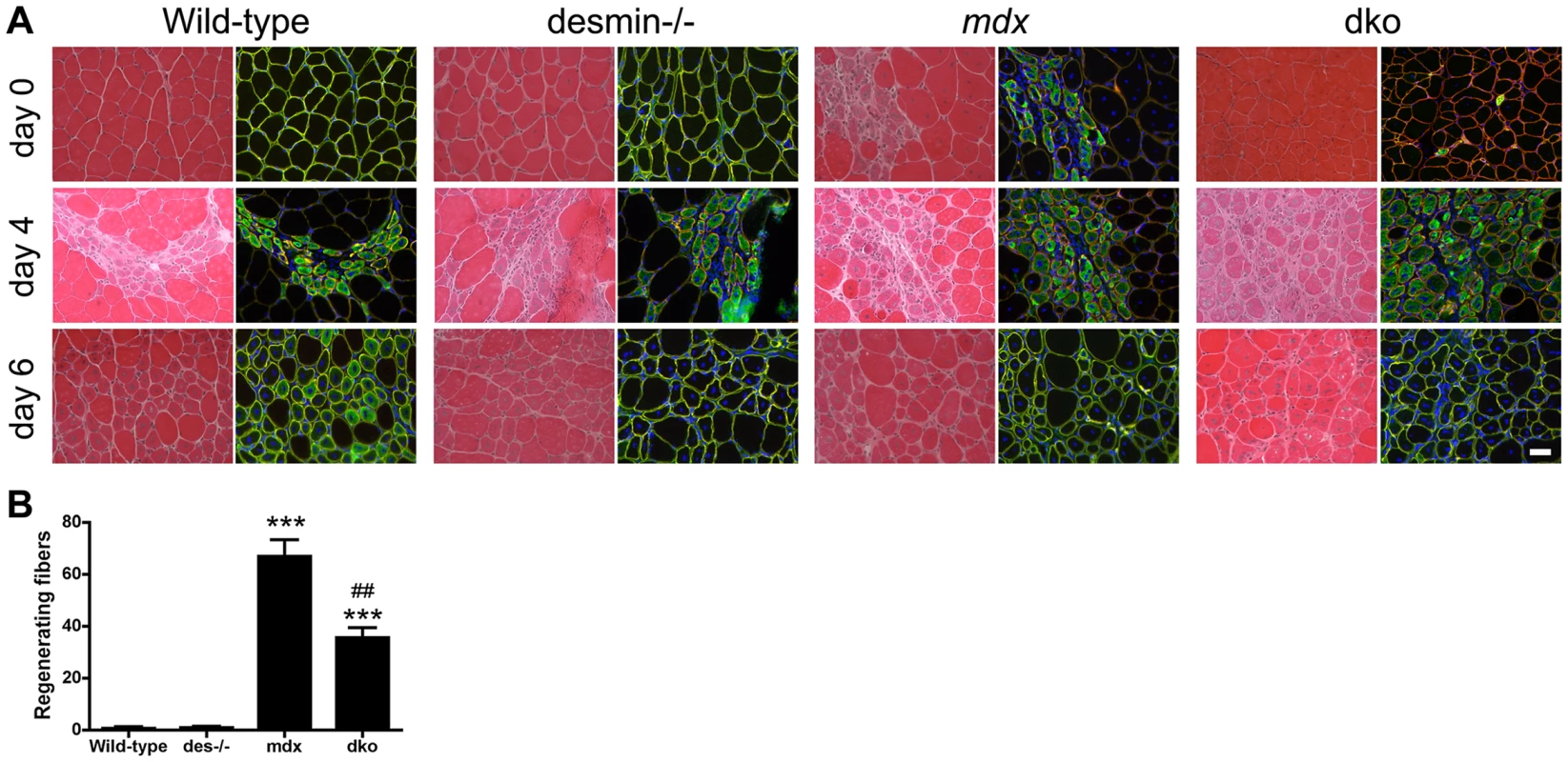 Regenerative capacity of muscle.