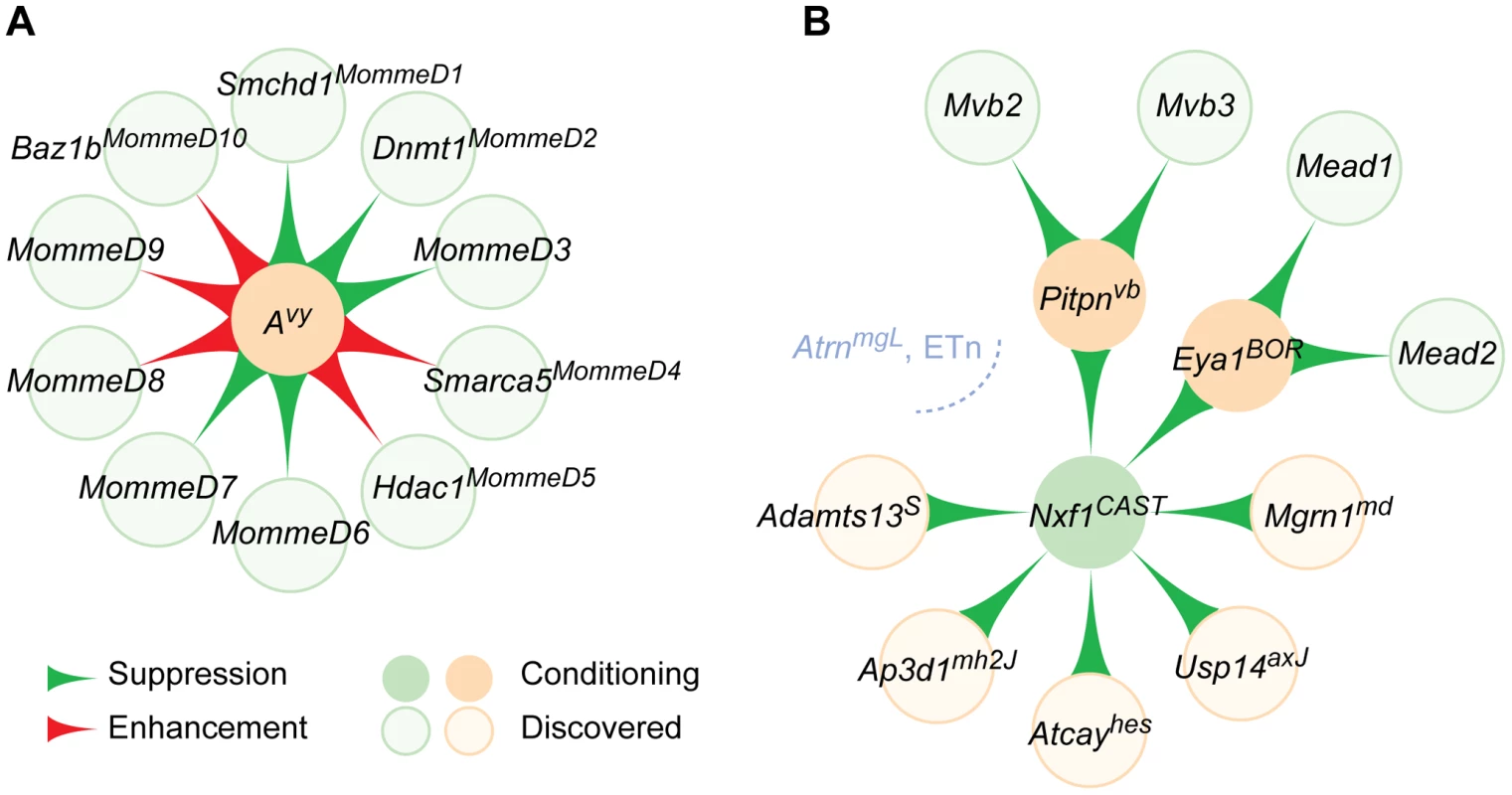 Modifier gene networks have directional edges between nodes.