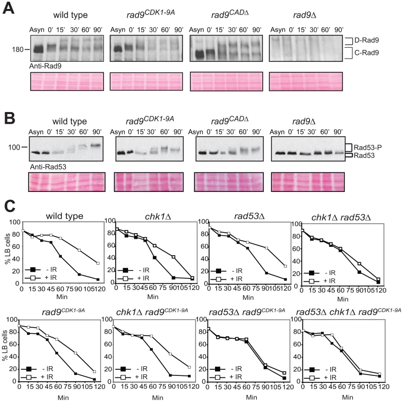 The CDK1-9 sites of Rad9 specifically function in the Chk1 branch of the G2/M checkpoint.