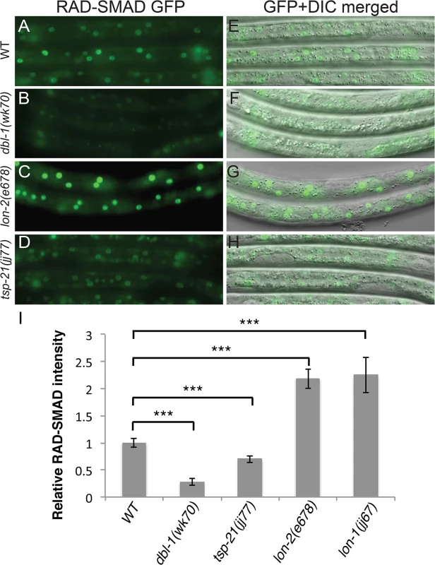 <i>tsp-21(jj77)</i> mutants exhibit reduced RAD-SMAD reporter expression.