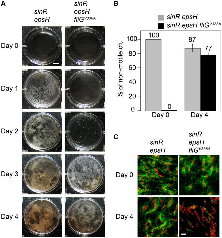 Motility inhibition enhances biofilm formation.