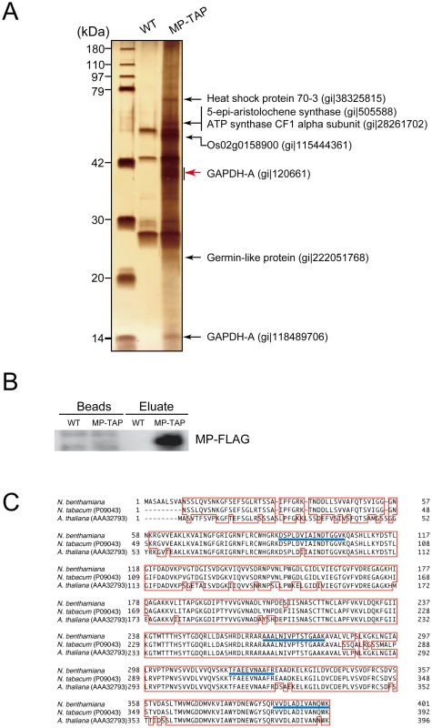 Identification of proteins that were copurified with RCNMV MP.