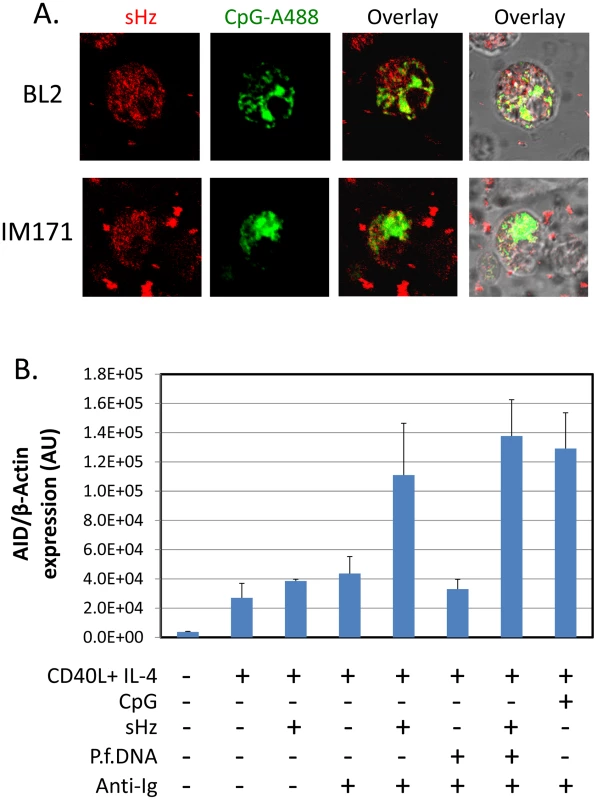 Hemozoin is taken up by B cells and activates AID expression.