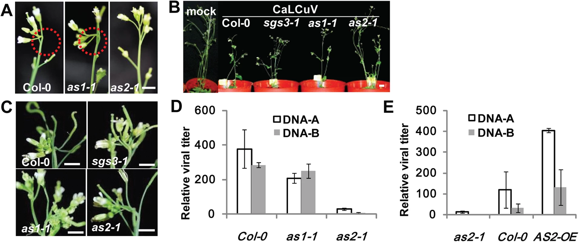<i>as2</i> mutant is resistant to CaLCuV infection.