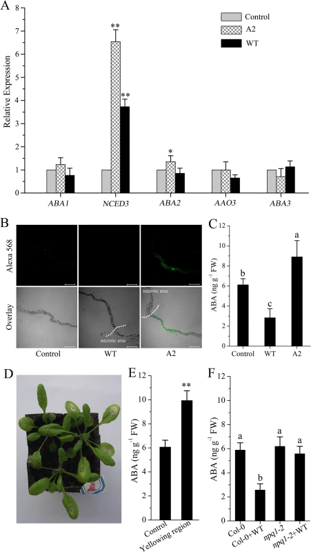 Impact of <i>Sclerotinia</i> invasion on ABA biosynthesis.