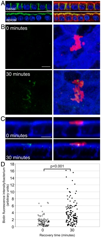 <i>Hp</i> induces mislocalization of basolateral proteins to the apical surface at sites of bacterial attachment.