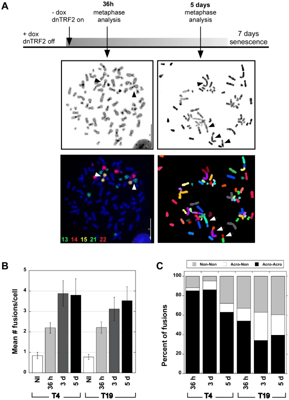 Human dicentric chromosomes are formed after transient TRF2<sup>ΔBΔM</sup> (dnTRF2) expression.