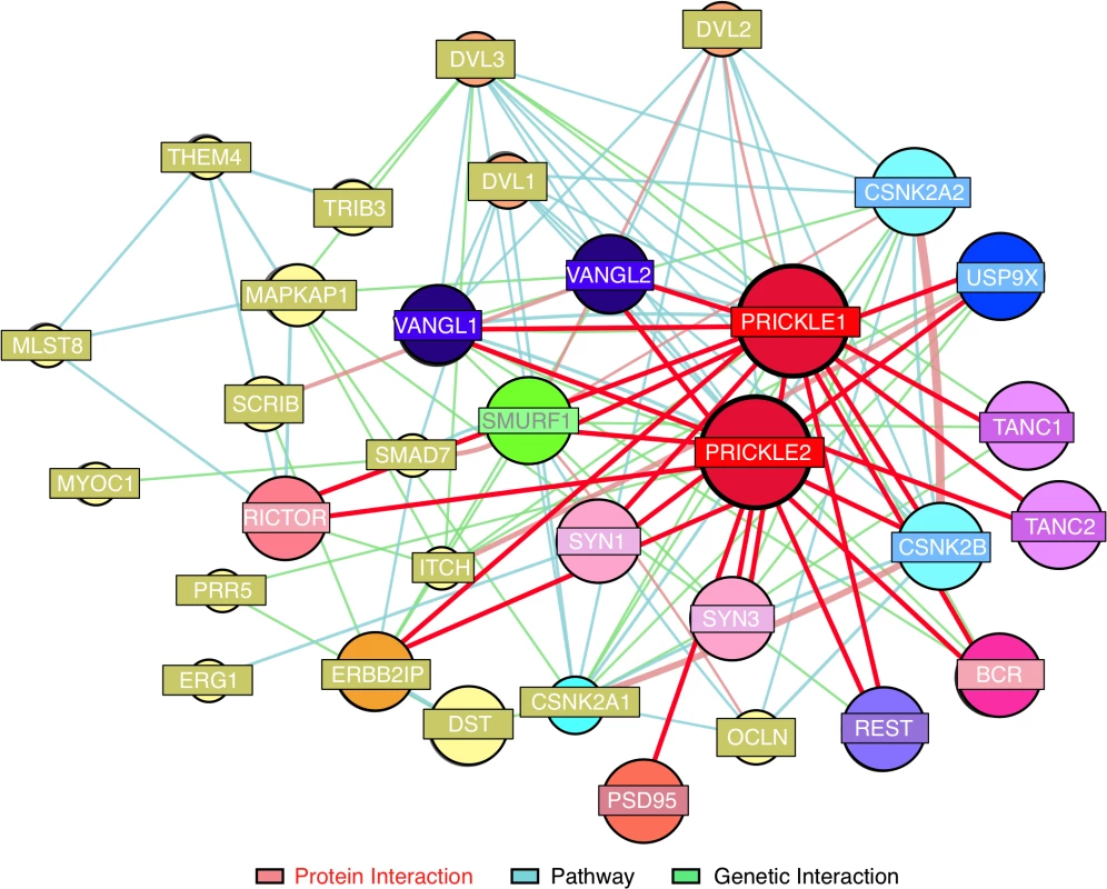 Prickle interactome.