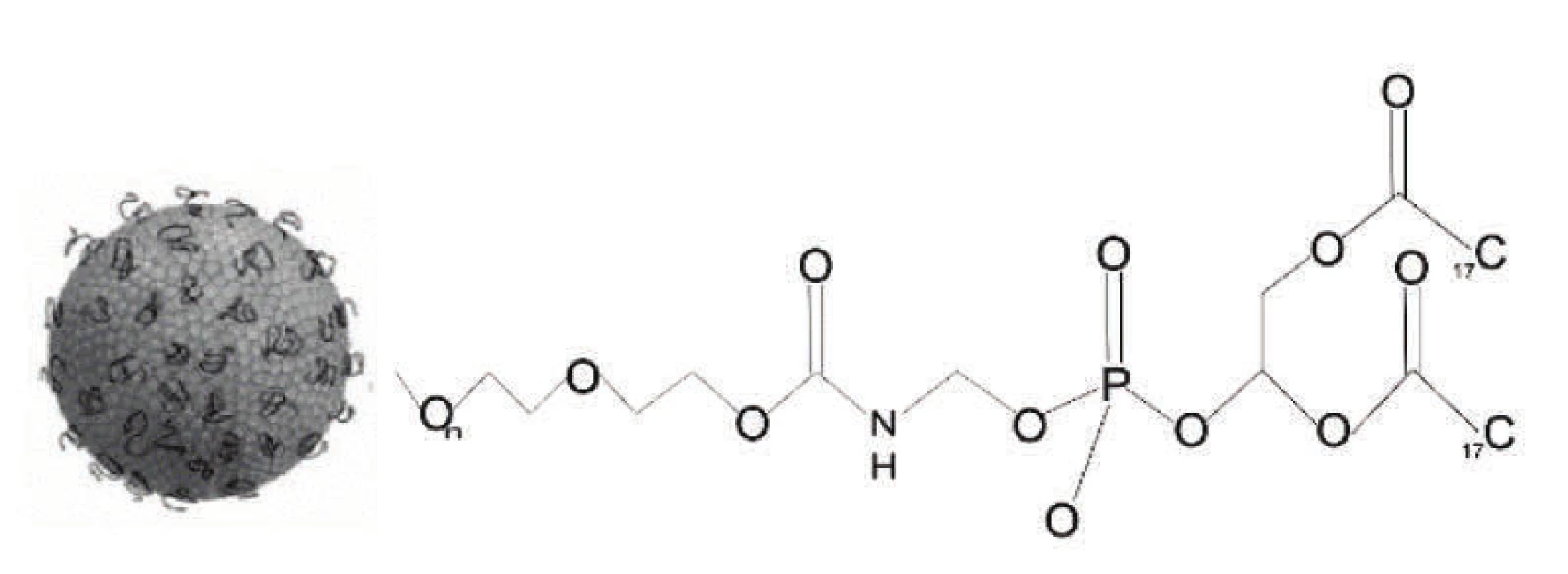 Stericky stabilizovaný (PEGylovaný) liposom (převzato a upraveno z [16]). 