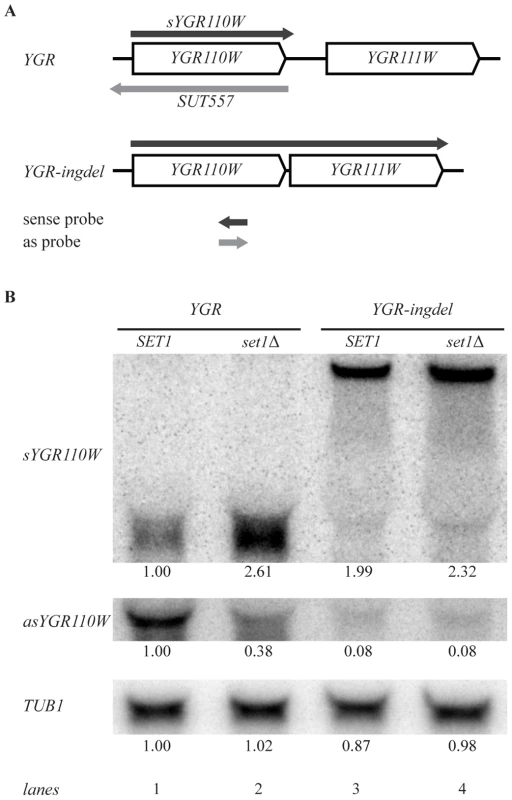 Set1 represses sense transcription through promotion of antisense transcription.