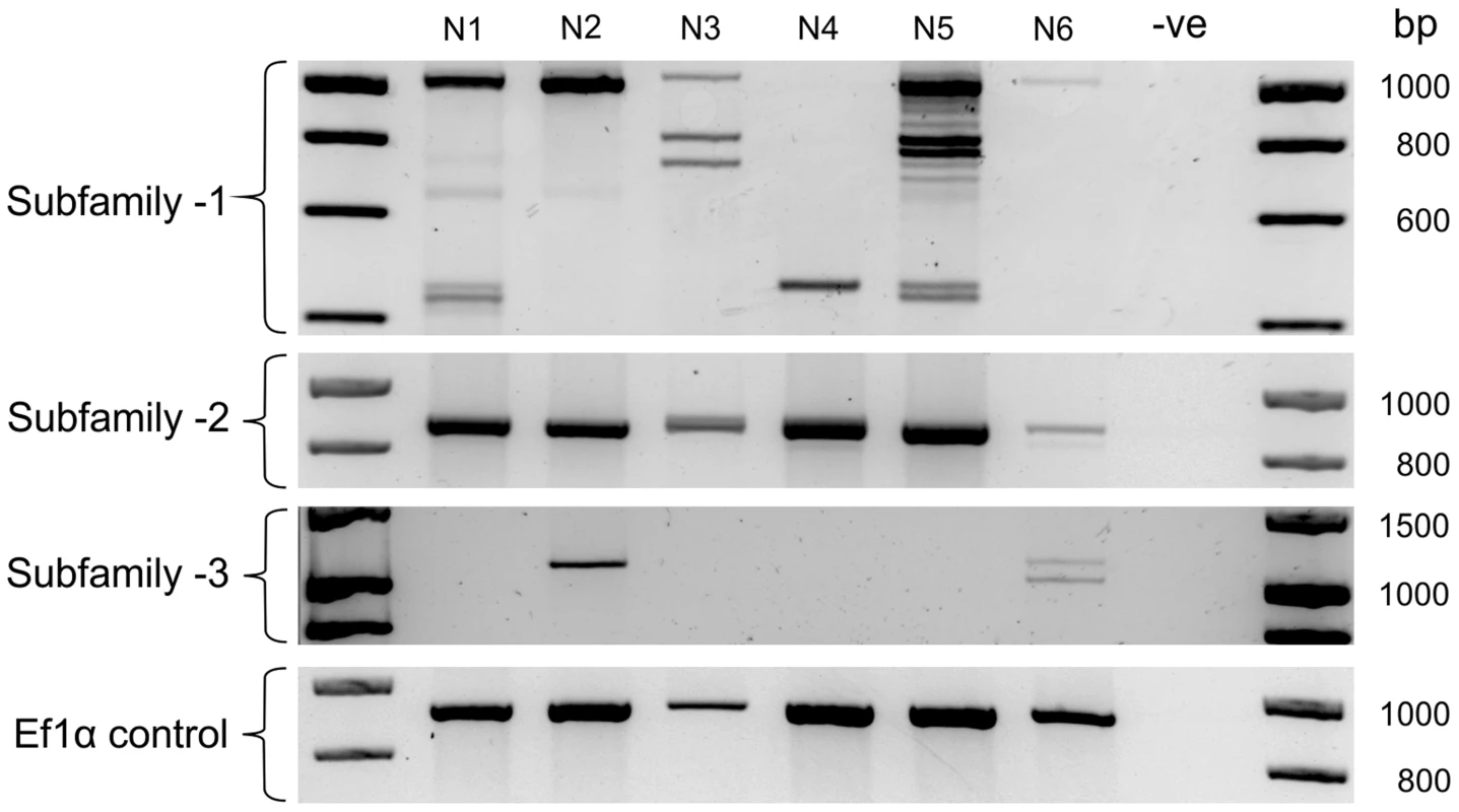 HYP effector variation between individuals.