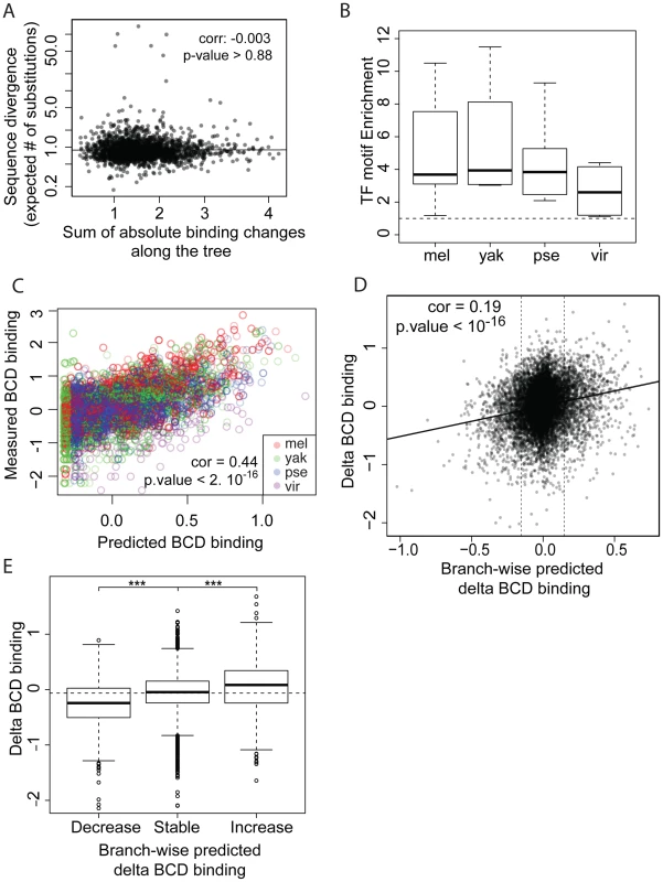 TF-specific motif turnover drives TF binding divergence.