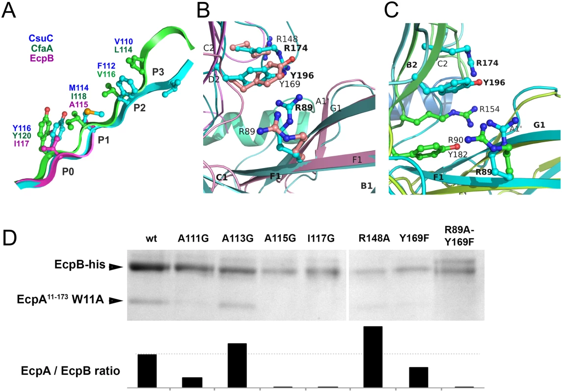 Both archaic and alternative chaperones bind to subunits by using register-shifted donor strand complementation and two-domain carboxylate anchor.