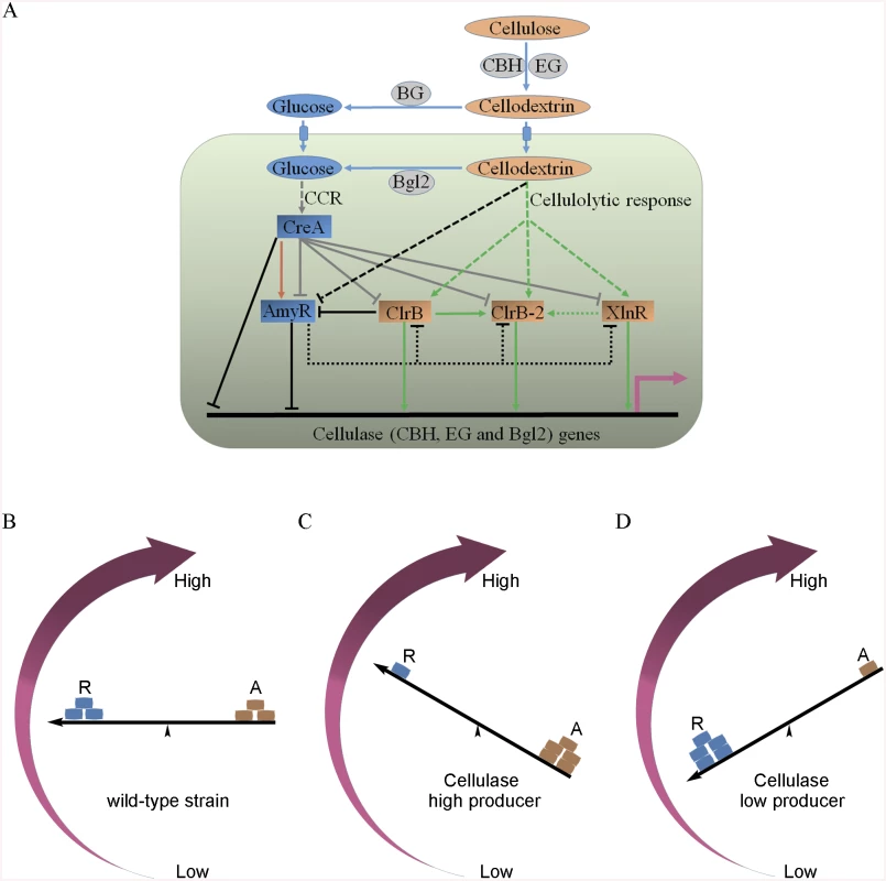 Model of regulation of cellulase expression by ClrB, CreA, AmyR, XlnR and ClrB-2 in <i>P</i>. <i>oxalicum</i>.