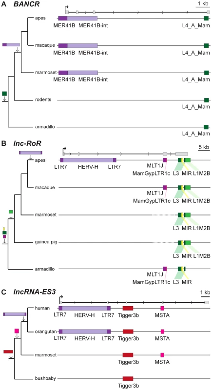 Examples of lncRNAs with embedded TEs.