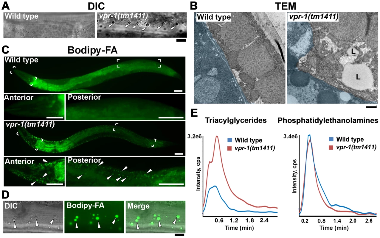 Fat levels in body wall muscle of wild-type and <i>vpr-1</i> mutant worms.