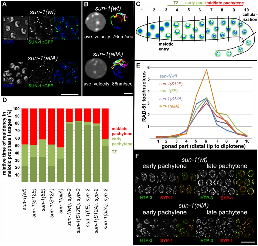 Effect of <i>sun-1</i> phosphosite mutations on the duration of meiotic stages, DSB turnover, SUN-1 aggregates, chromosome movement, and synapsis.