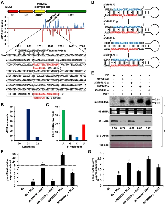 22-nt miR9863s trigger the production of phasiRNAs with <i>Mla1</i> transcripts.